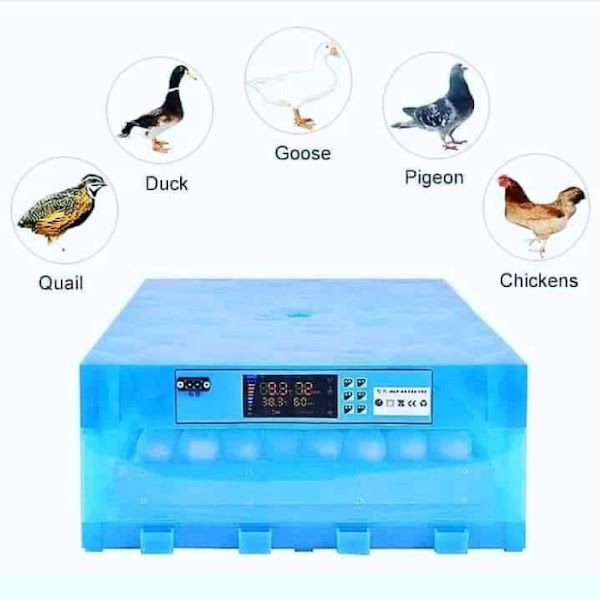 64 Eggs Capacity AC/DC Automatic Incubator