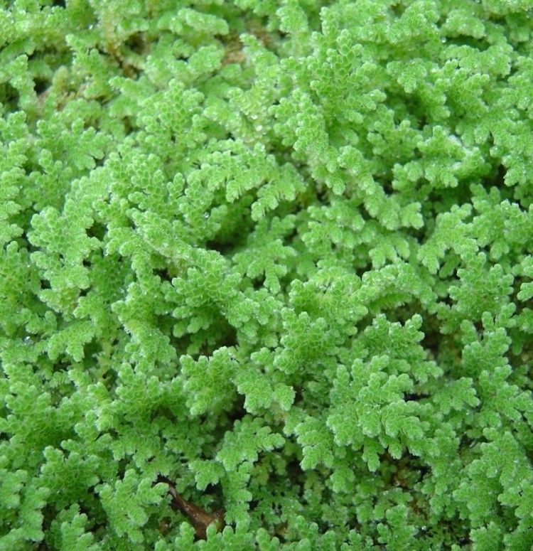 High quality azolla seedlings for planting - 2000 ml+a free pdf guide