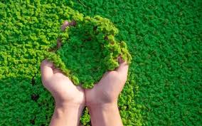 High quality azolla seedlings for planting - 2000 ml+a free pdf guide