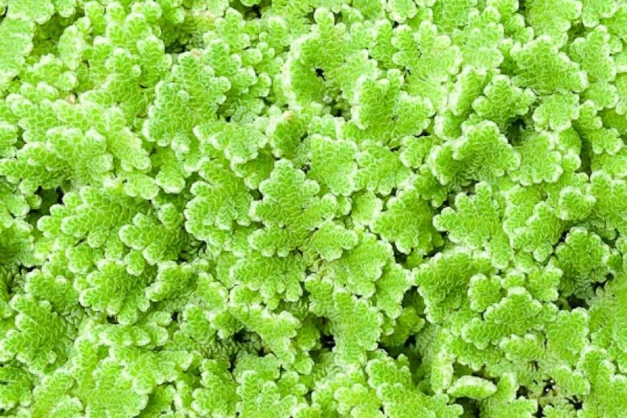 High quality azolla seedlings for planting - 2000 ml+a free pdf guide