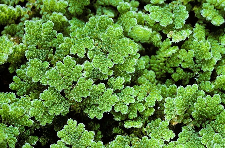 High quality azolla seedlings for planting - 2000 ml+a free pdf guide