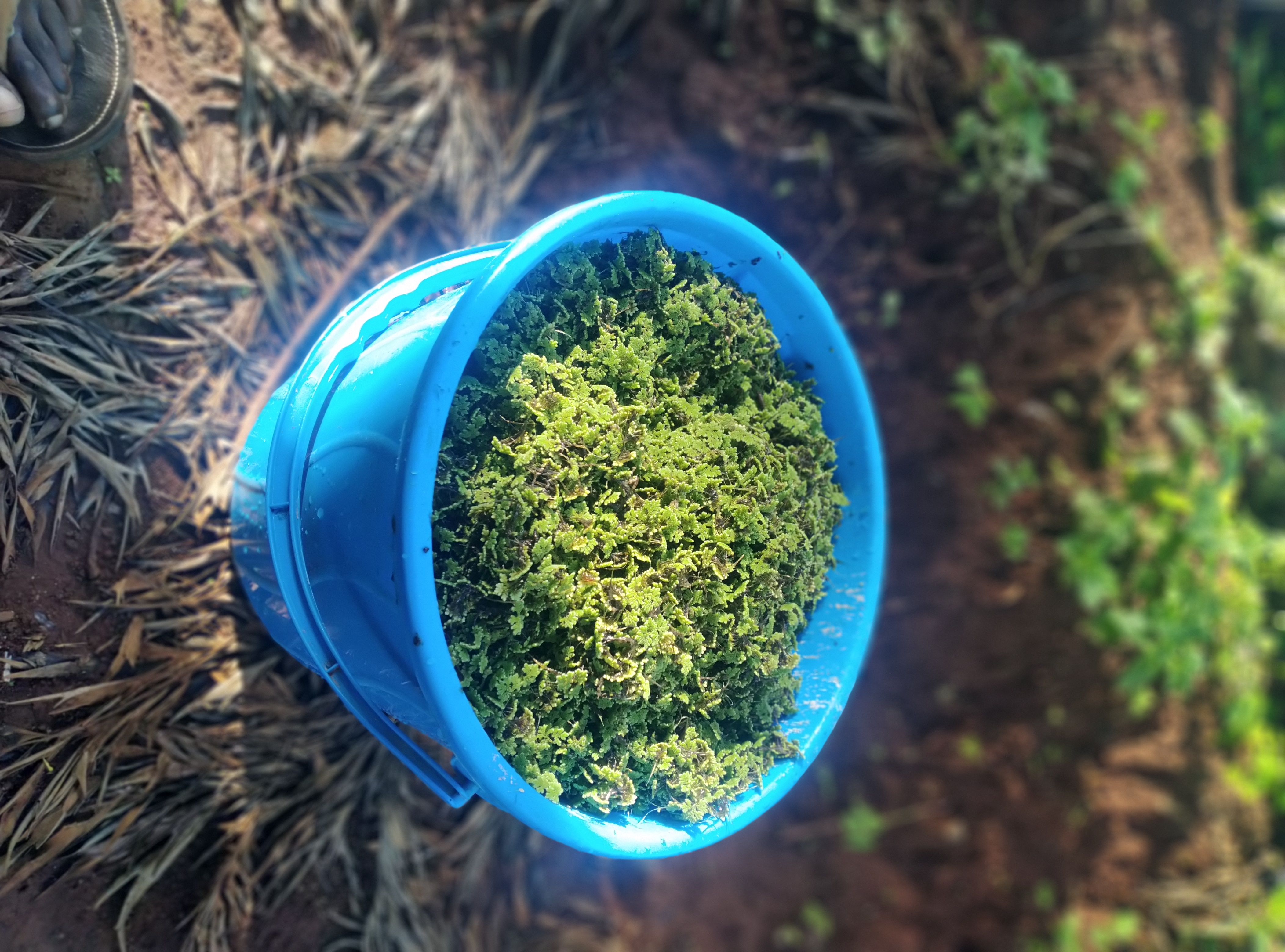 Azolla seeds for plating - 2000 ML + a free printed guide
