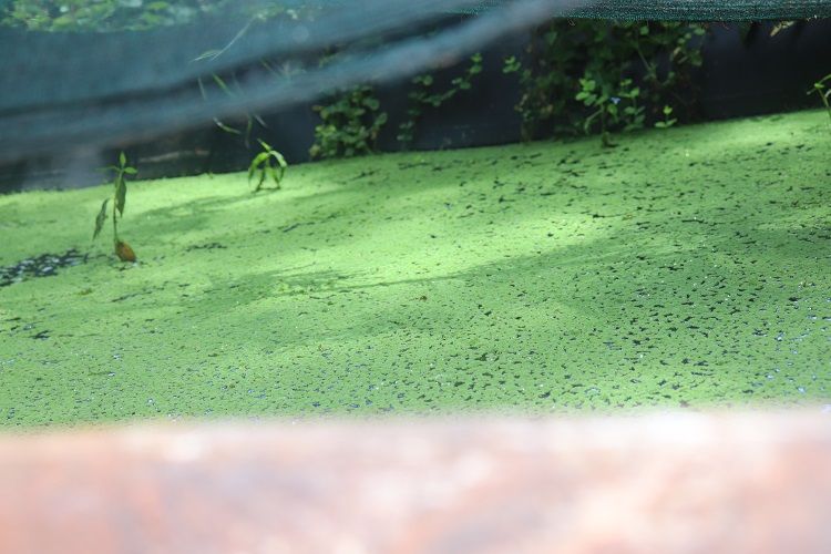 Azolla seeds for plating - 2000 ML + a free printed guide