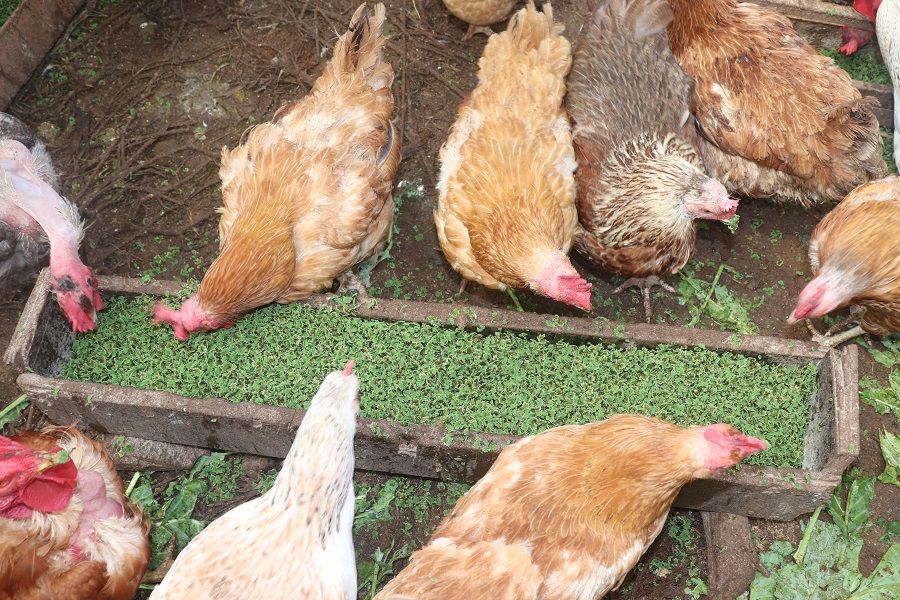 Azzola starter pack Live seedlins + a free guide - 2000 ML