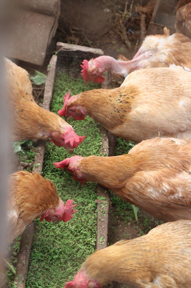 Azzola starter pack Live seedlins + a free guide - 2000 ML