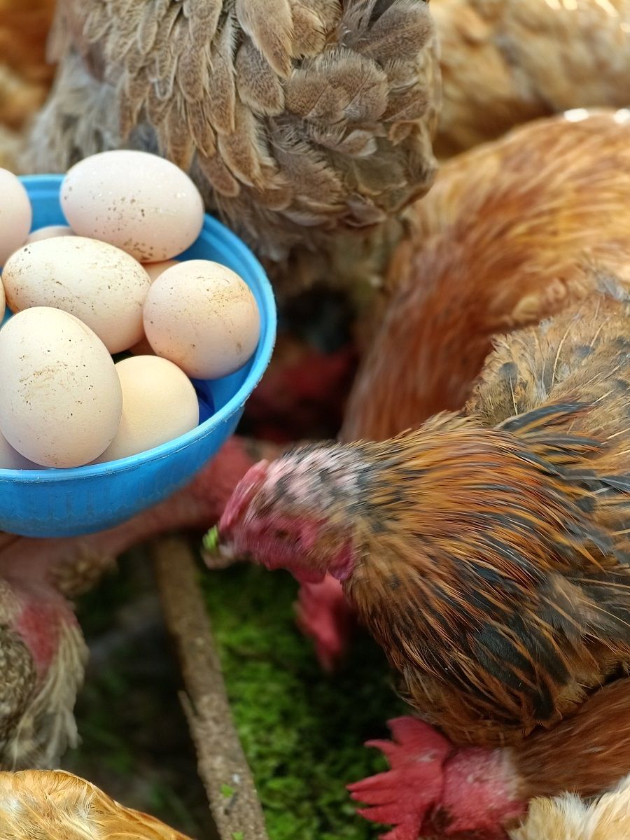 Azzola seedlings - 2000 ML + a free printed guide