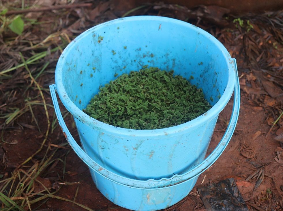 2kg tin Azzola seedlings+ a guide