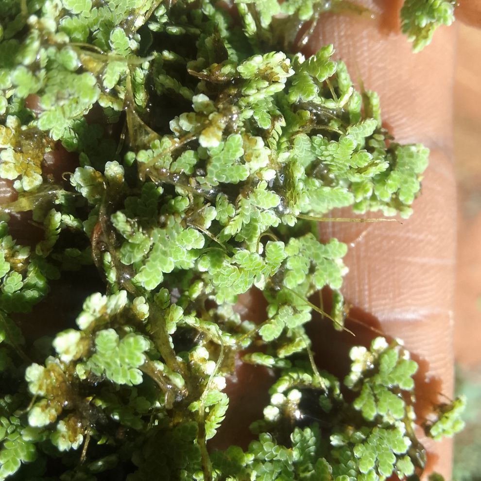Azolla seeds in Kenya- 2kg tin seeds + a free Guide