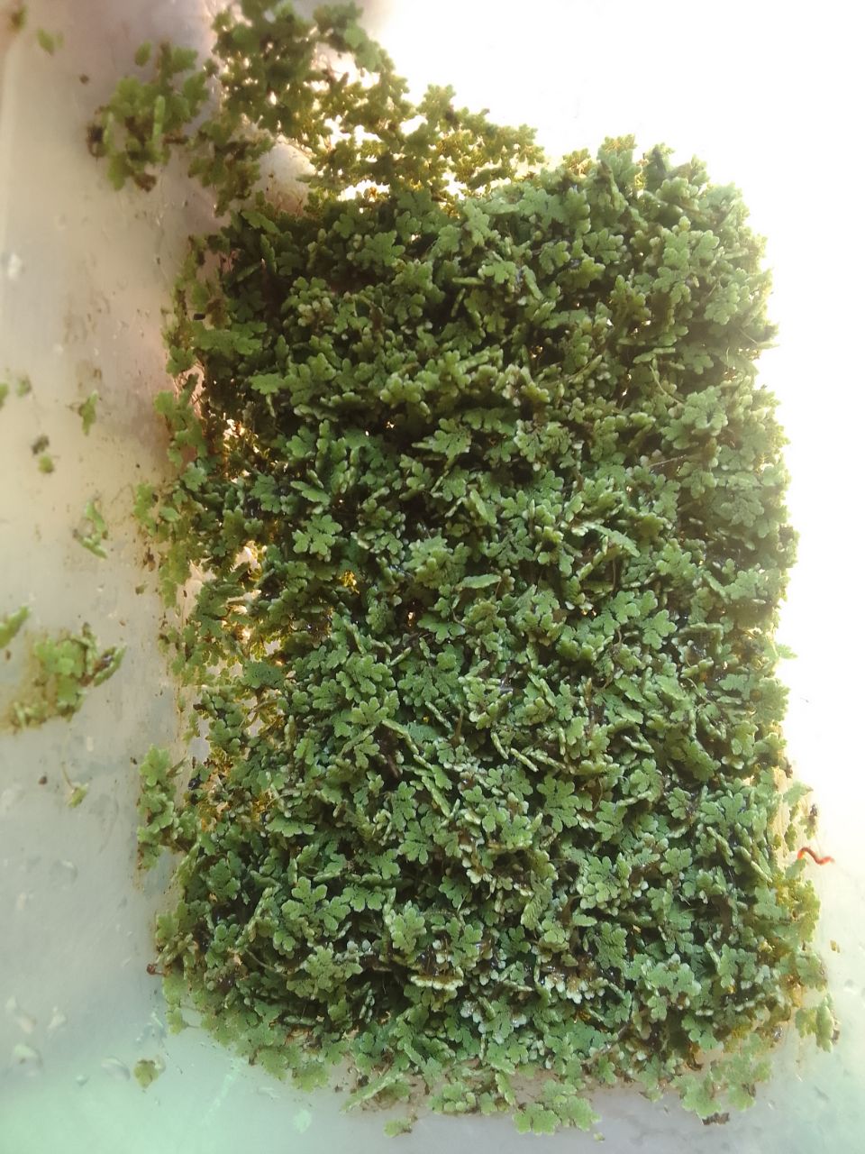 Azolla seeds in Kenya- 2kg tin seeds + a free Guide