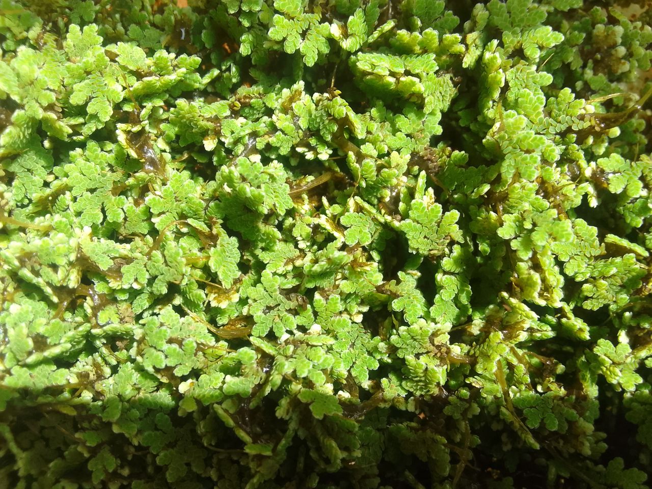 Azolla seeds in Kenya- 2kg tin seeds + a free Guide