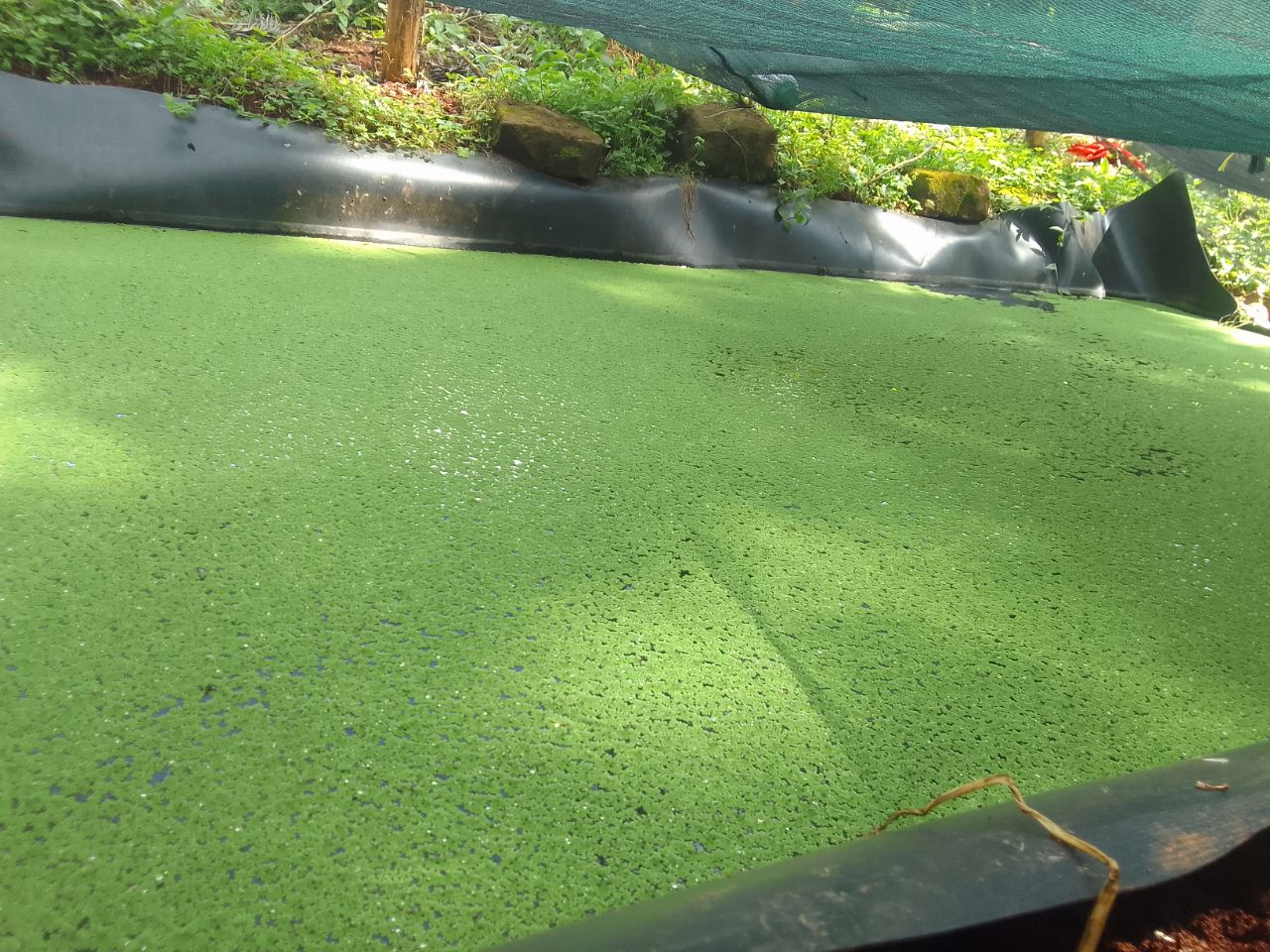 Azolla seeds in Kenya- 2kg tin seeds + a free Guide