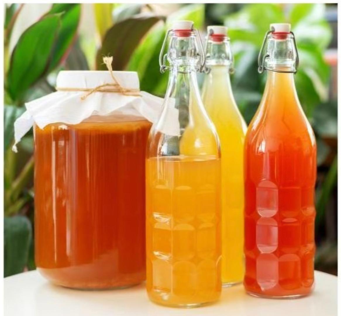 Immunify Kombucha SCOBY With Starter Tea Grow Your Own Healthy Kombucha at Home
