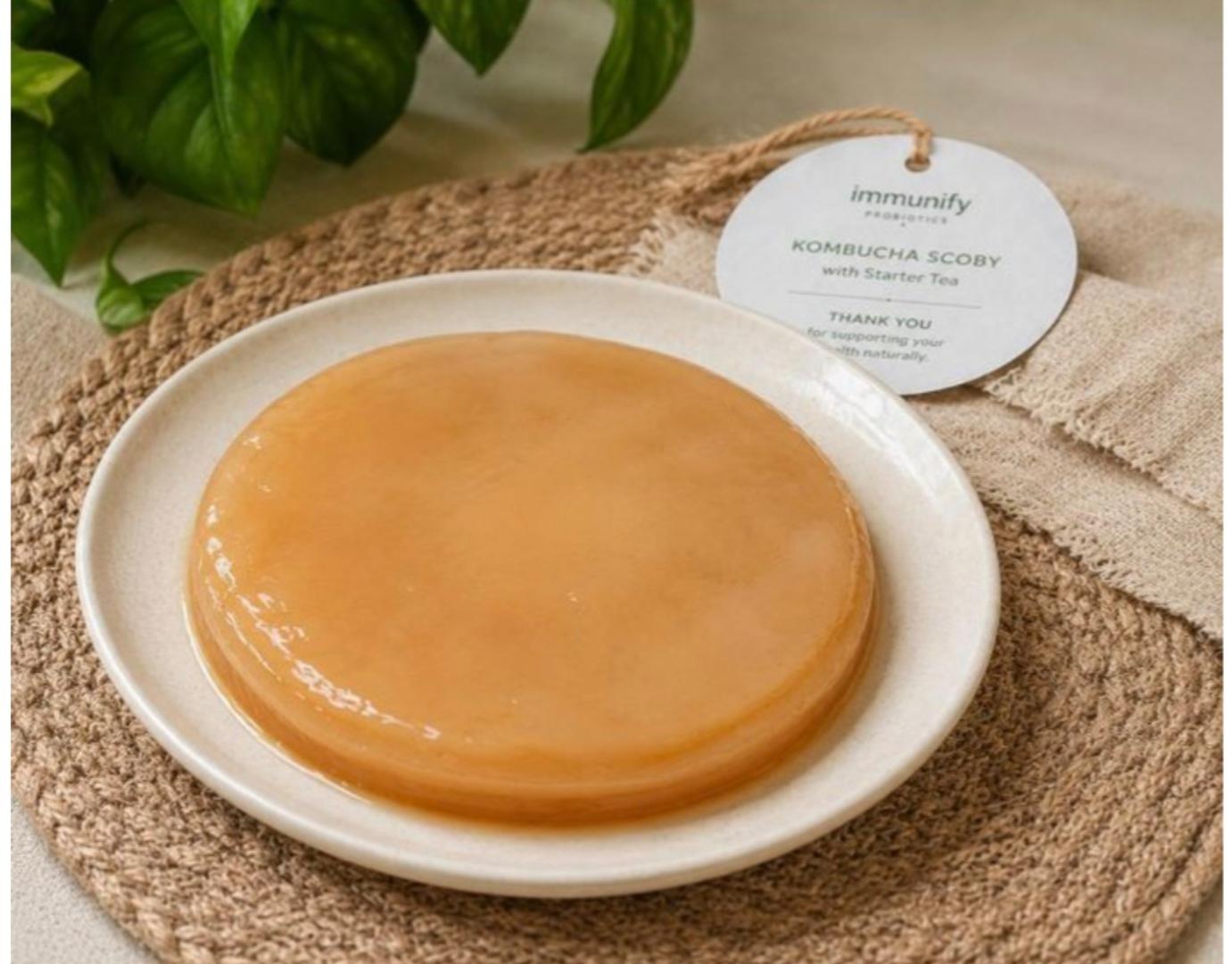Immunify Kombucha SCOBY With Starter Tea Grow Your Own Healthy Kombucha at Home