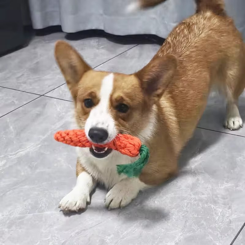 Carrot Shape Rope Knot Dog Toys Bite Resistant Chew Toys For Puppy Teeth Grinding Interactive Tug Of War Play Toys Pet Supplies