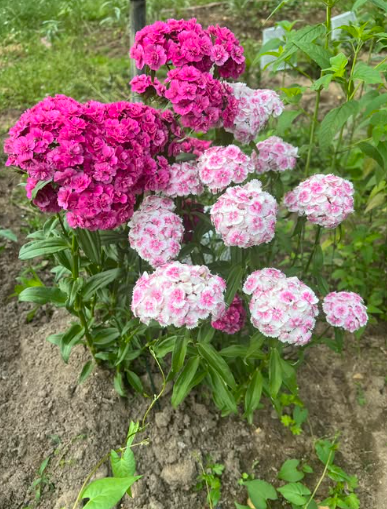 SWEET WILLIAMS DOUBLE DWARFS FLOWERS seeds