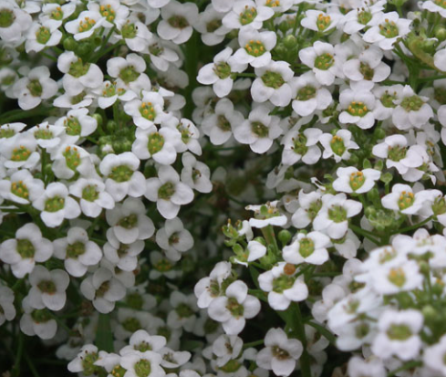 ALYSSUM CARPET OF SNOW FLOWER seeds