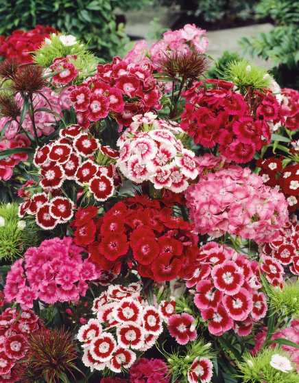 SWEET WILLIAMS DOUBLE DWARFS FLOWERS seeds
