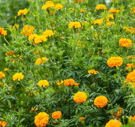 MARIGOLD CRACKERJACK FLOWERS seeds