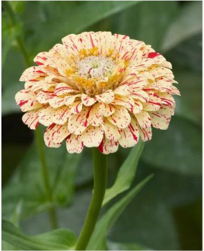 ZINNIA PEPPERMINT STICK FLOWER SEEDS