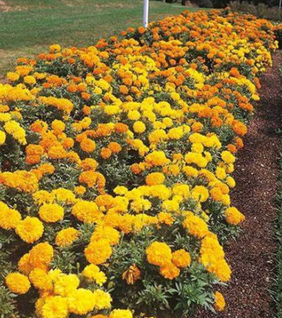 MARIGOLD CRACKERJACK FLOWERS seeds