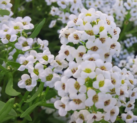 ALYSSUM CARPET OF SNOW FLOWER seeds