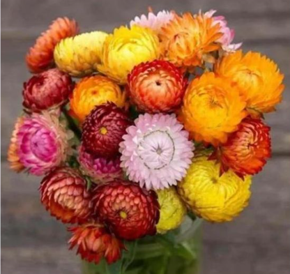 HELICHRYSUM DOUBLE MIX FLOWER seeds