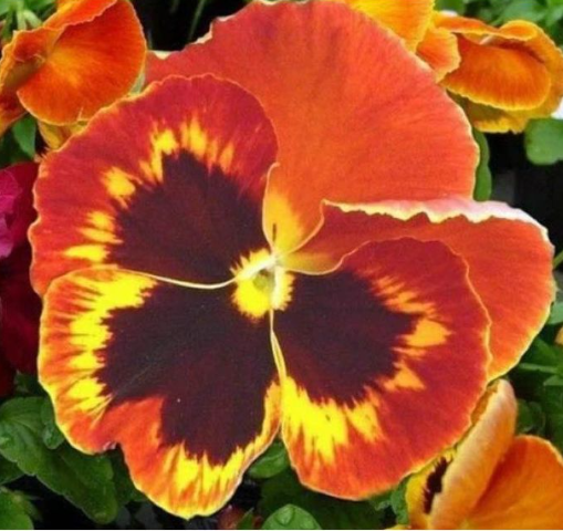 PANSY SWISS GIANTS FLOWER seeds.