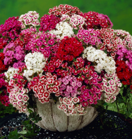 SWEET WILLIAMS DOUBLE DWARFS FLOWERS seeds