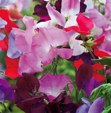 SWEETPEA MULTI FLORA FLOWER seeds