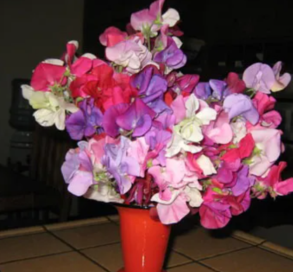 SWEETPEA BIJOU FLOWERS seeds