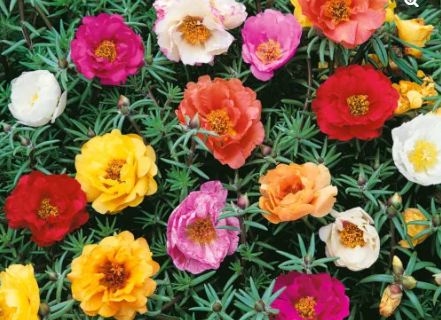 PORTULACA DOUBLE MIX FLOWER SEEDS