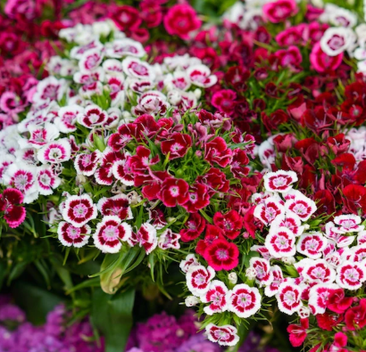SWEET WILLIAMS DOUBLE DWARFS FLOWERS seeds