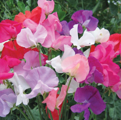 SWEETPEA MULTI FLORA FLOWER seeds