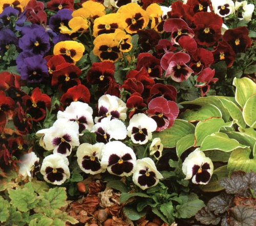PANSY SWISS GIANTS FLOWER seeds.