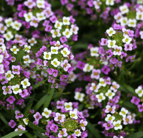 ALYSSUM ROYAL CARPET FLOWER SEEDS