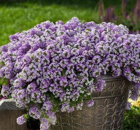 ALYSSUM ROYAL CARPET FLOWER SEEDS
