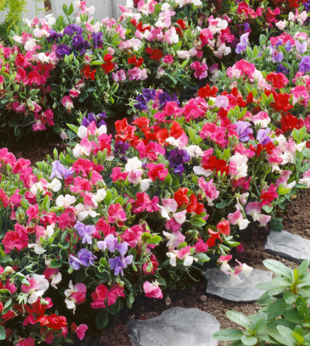 SWEETPEA BIJOU FLOWERS seeds