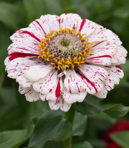 ZINNIA PEPPERMINT STICK FLOWER SEEDS