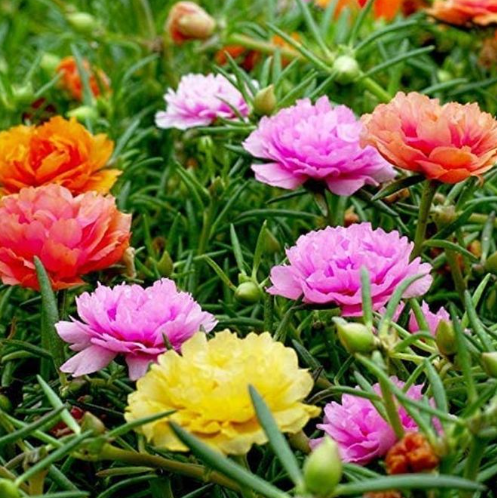 PORTULACA DOUBLE MIX FLOWER SEEDS
