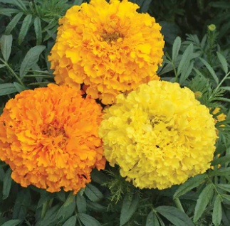 MARIGOLD CRACKERJACK FLOWERS seeds