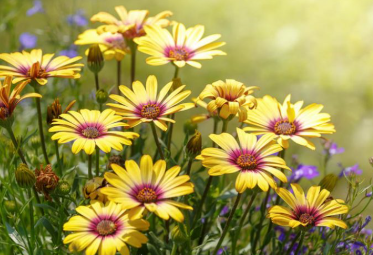 AFRICAN DAISY FLOWER seeds