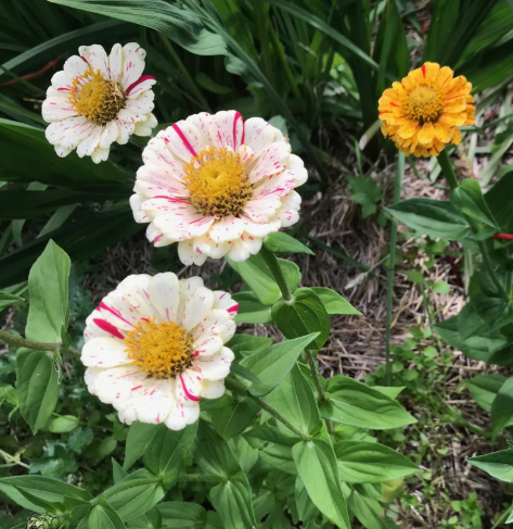 ZINNIA PEPPERMINT STICK FLOWER SEEDS
