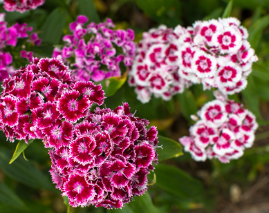 SWEET WILLIAMS DOUBLE DWARFS FLOWERS seeds