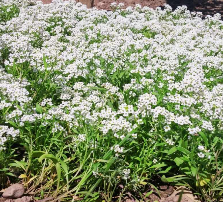 ALYSSUM CARPET OF SNOW FLOWER seeds