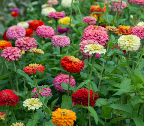 ZINNIA GIANT DAHLIA FLOWER seeds