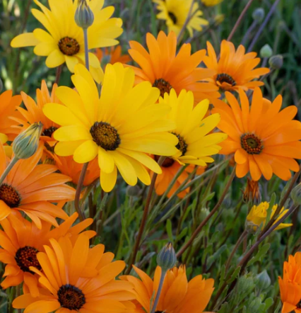 AFRICAN DAISY FLOWER seeds