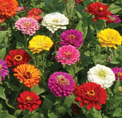 ZINNIA GIANT DAHLIA FLOWER seeds