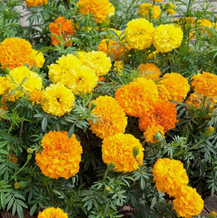 MARIGOLD CRACKERJACK FLOWERS seeds