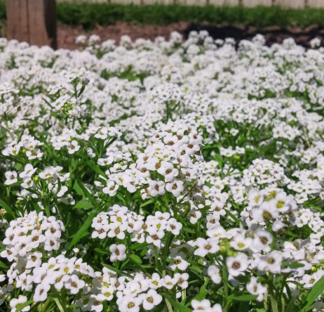 ALYSSUM CARPET OF SNOW FLOWER seeds