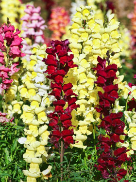 ANTHIRRHINUM TIPTOP FLOWERS seeds